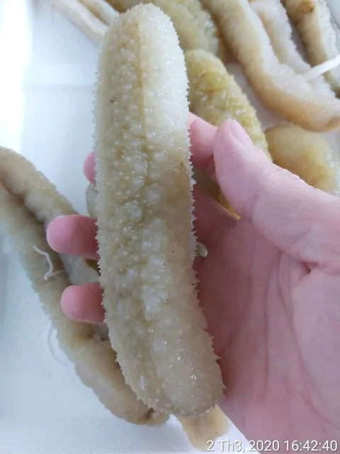 Hải sâm Khánh Hòa – Vịnh Vân Phong – Cam Ranh