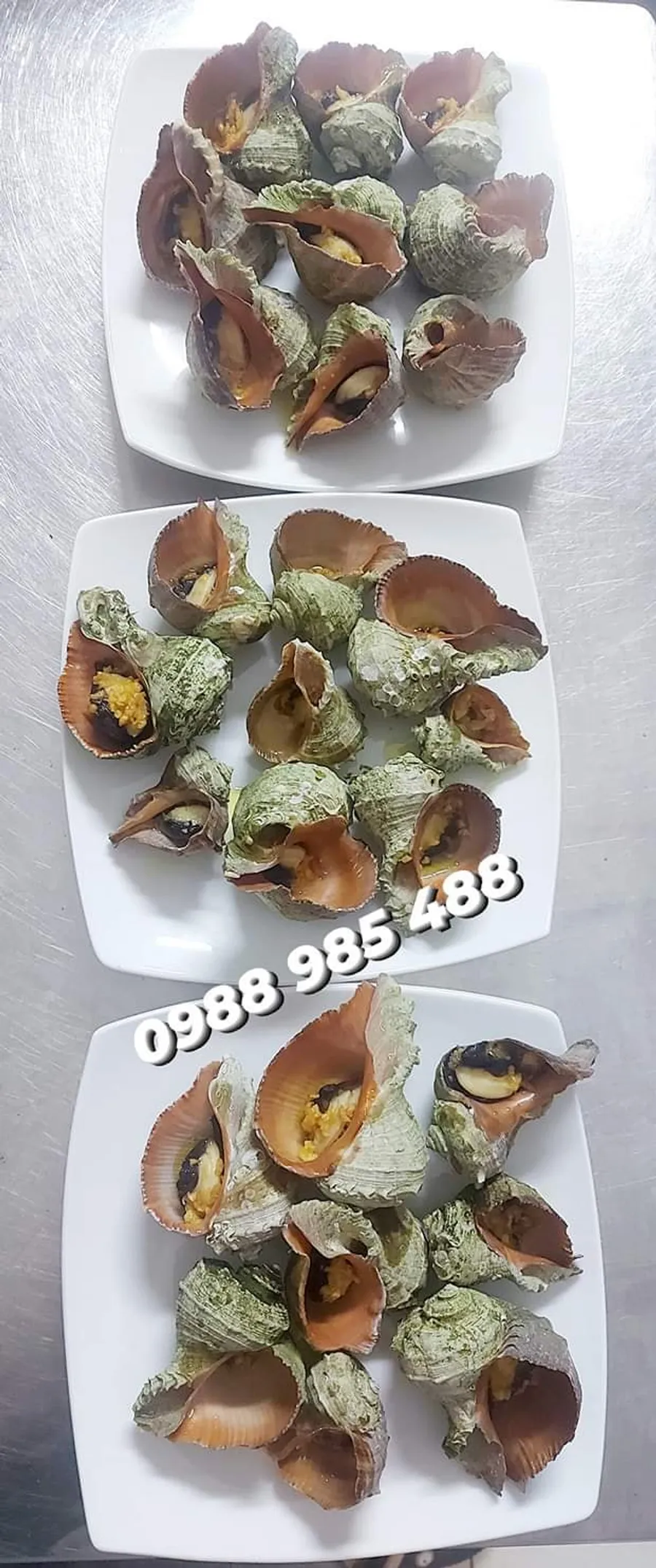 Ốc nhảy sống – Vùng biển Khánh Hòa