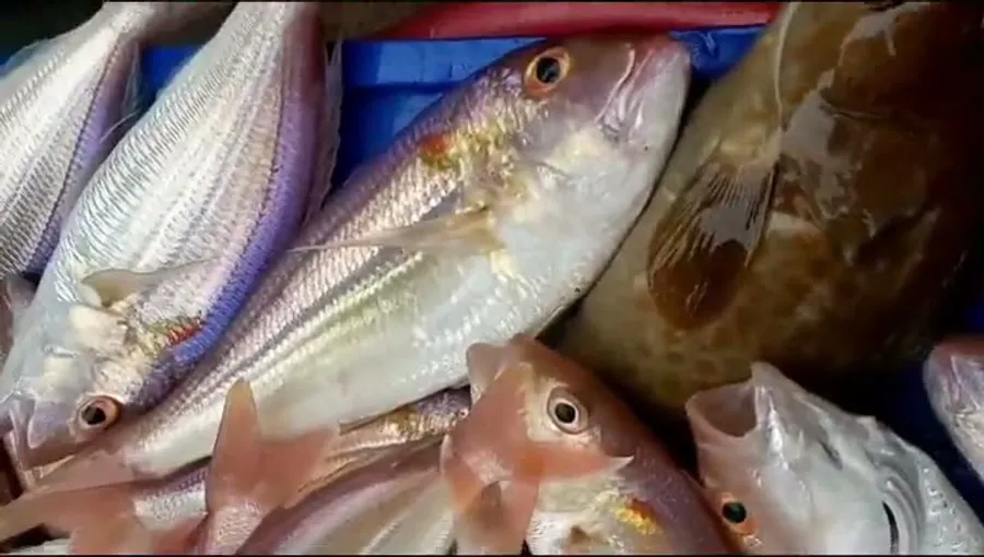 Cá biển tươi (mú, bớp, chim, hồng) – Vùng biển Nha Trang – lồng bè Vũng Ngán